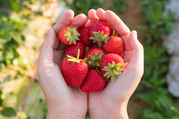 Varietà di fragole