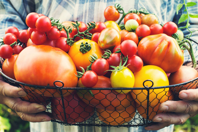Varietà pomodori